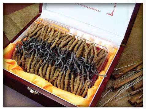 福田冬虫夏草回收